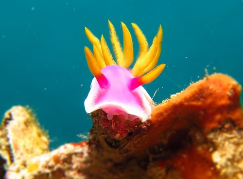 Photo of Apolegma chromodoris (Hypselodoris apolegma)