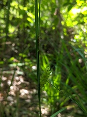 Carex striata