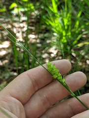 Carex striata