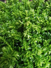 Thymus × citriodorus