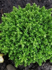 Thymus × citriodorus