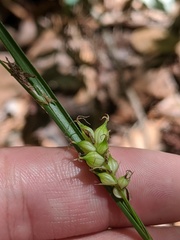 Carex striata