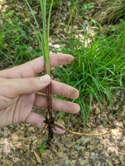 Carex striata