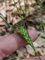 Carex striata