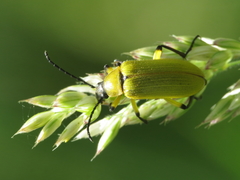 Proctenius granatensis