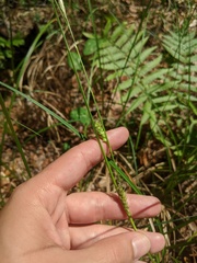 Carex striata