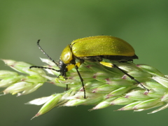 Proctenius granatensis