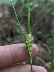 Carex striata