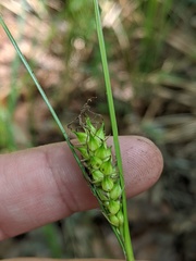 Carex striata