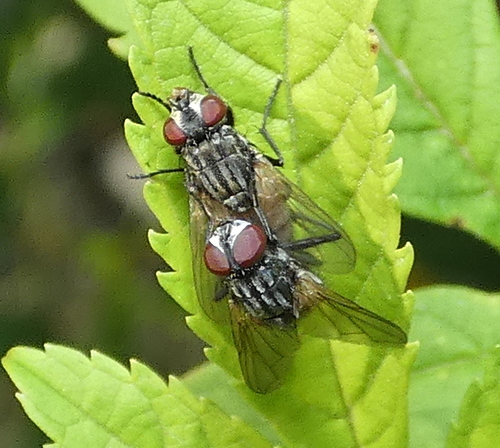 House fly