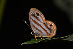 Euselasia euryone