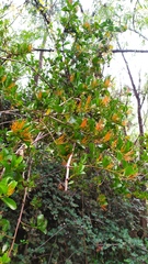 Tristerix corymbosus