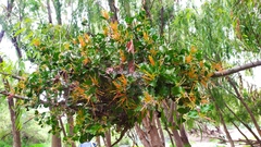 Tristerix corymbosus