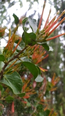 Tristerix corymbosus