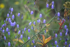 Adenophora stenanthina