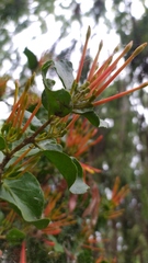 Tristerix corymbosus