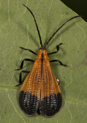 Calopteron terminale