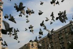 Columba livia domestica
