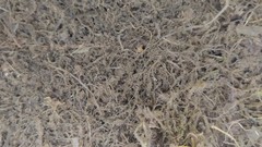 Actinopterygii