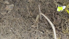 Actinopterygii