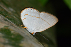 Euselasia eusepus