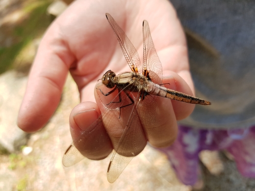 Chalk-fronted Corporal