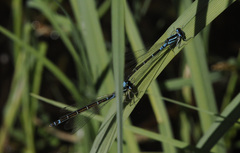 Coenagrion glaciale