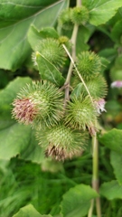Asteraceae