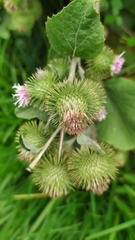 Asteraceae