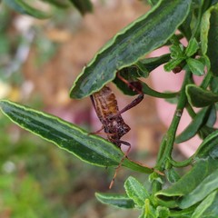 Leptoglossus chilensis