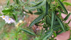 Leptoglossus chilensis