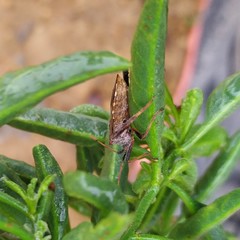 Leptoglossus chilensis