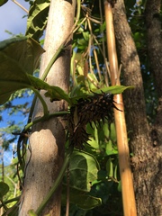 Troides aeacus formosanus