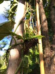 Troides aeacus formosanus