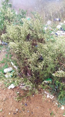 Baccharis paniculata