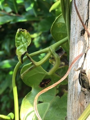 Troides aeacus formosanus