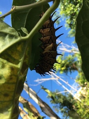 Troides aeacus formosanus