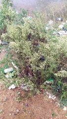 Baccharis paniculata
