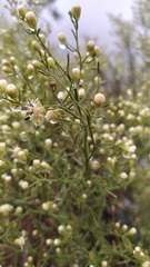 Baccharis paniculata
