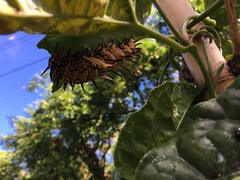 Troides aeacus formosanus