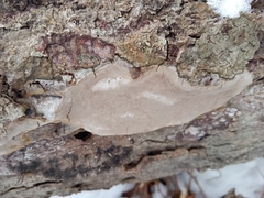 Phellinus betulinus