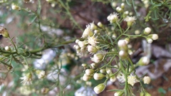 Baccharis paniculata