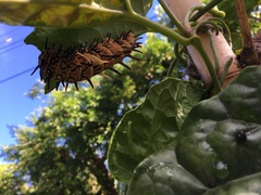 Troides aeacus formosanus