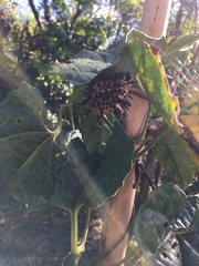 Troides aeacus formosanus