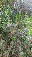 Baccharis salicifolia