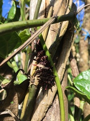 Troides aeacus formosanus