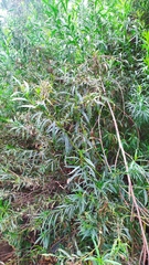 Baccharis salicifolia