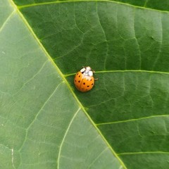 Harmonia axyridis