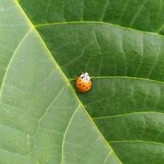 Harmonia axyridis