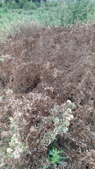 Cuscuta